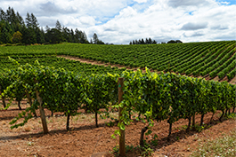 Daffodil winery Eola-Amity Hills vineyard in summer