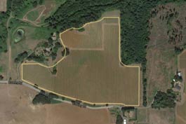 Aerial view with outline of the Daffodil Hill wine vineyard